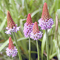 Primula vailii (Primula)