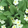 Primula vulgaris - English Primrose