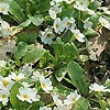 Primula gigha - Primrose