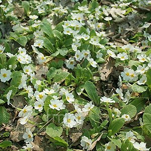 Primula gigha (Primrose)