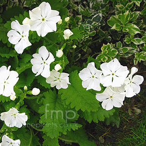 Primula sieboldii - 'Alba' (Primula)