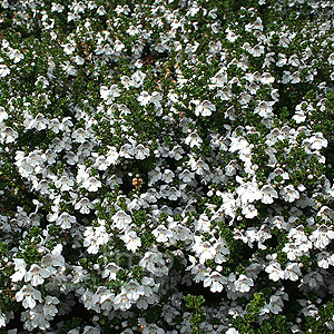 Prostanthera cuneata