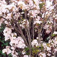 Prunus - 'Amanogawa'