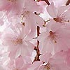 Prunus subhirtella - Autumnalis Rosea