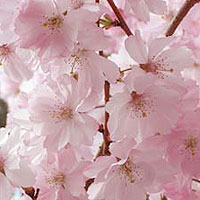 Prunus subhirtella - 'Autumnalis Rosea'