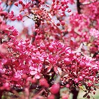 Prunus - 'Pink Perfection'