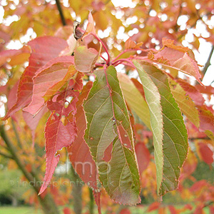 Prunus - 'Ichiyo'