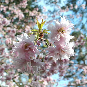 Prunus incisa - 'Oshidori'