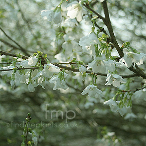 Prunus incisa - 'Yamadee'