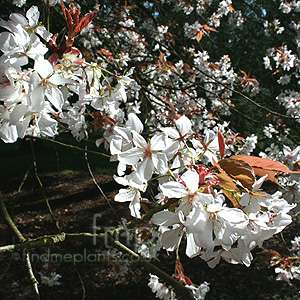 Prunus jamasakura