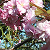 Prunus serrulata - Kanzan