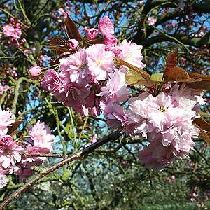 Prunus serrulata - 'Kanzan'