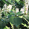 Prunus laurocerasus - Common Laurel