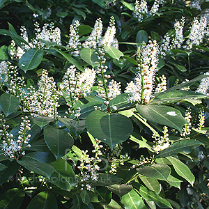 Prunus laurocerasus (Common Laurel)