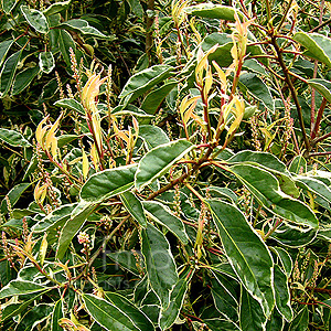Prunus lusitanica - 'Variegata' (Variegated Portugal Laurel)