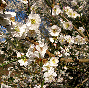 Prunus mume - omoi-no-mama