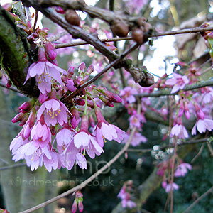 Prunus - 'Okame'