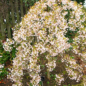 Prunus pendula - 'Pendula Rosea'