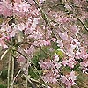 Prunus x subhirtella - Pendula Rosea