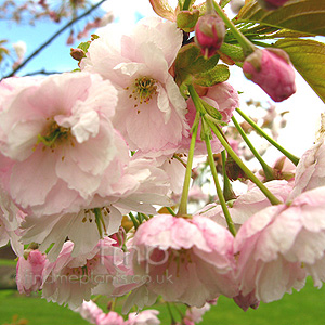 Prunus - 'Pink Champagne'