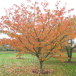 Prunus - 'Shirofugen'