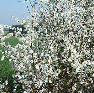 Prunus spinosa (Blackthorn)