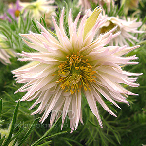 Pulsatilla vulgaris - 'Prestbury Strain' (Pasque Flower)