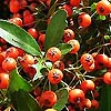 Pyracantha coccinea - Firethorn