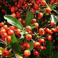 Pyracantha coccinea (Firethorn)