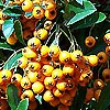 Pyracantha coccinea - Feuerdorn - Firethorn