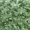 Pyrus salicifolia - Pendula - Ornamental Pear