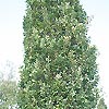 Quercus robur - Fastigiata
