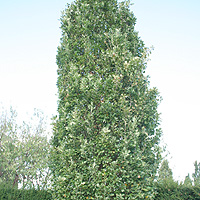 Quercus robur - 'Fastigiata'