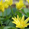 Ranunculus ficaria - Leser Celadine