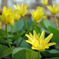 Ranunculus ficaria (Leser Celadine)