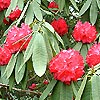 Rhododendron barbatum - X arboreum