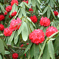 Rhododendron barbatum - X arboreum