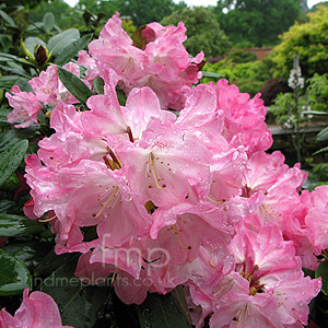 Rhododendron - 'Anuschka'