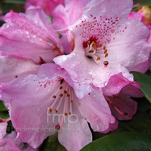 Rhododendron bainbridgeanum