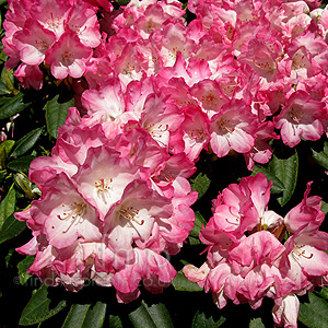 Rhododendron yakushimanum - 'Fantastica'