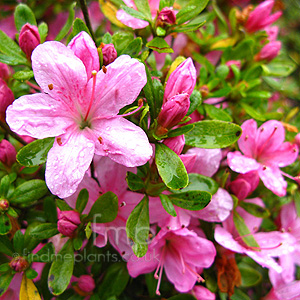 Rhododendron - 'Hino Mayo'