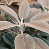 Rhododendron pachysanthemum - Crosswater - Rhododendron