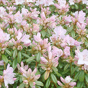 Rhododendron - 'Phalarope'