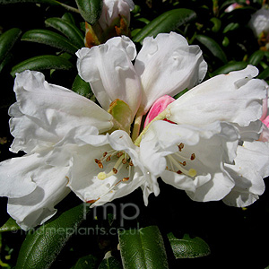 Rhododendron yakushimanum - 'Schneekissen'