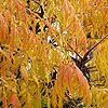 Rhus typhina - Laciniata - Sumach, Rhus