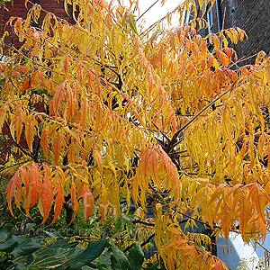 Rhus typhina - 'Laciniata' (Sumach, Rhus)