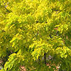 Robinia pseudoacaia - Frisia - False Acacia, Black Locust