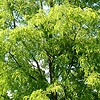 Robinia pseudo-acacia - Aurea - False Acacia, Robinia