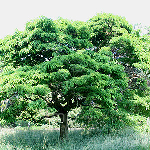Robinia pseudo-acacia - 'Inermis' (False Acacia)