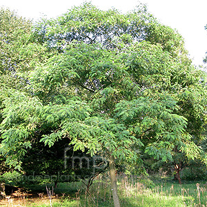 Robinia ciscosa - 'Hartwegii' (False Acacia, Robinia)
